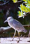 A juvenile Yellow-crowned Nightheron standing freely on the ground in front of a mangrove thicket.

Ding Darling NWR, FLYellow-crowned NightheronSonja Schmitz