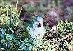 A feral Monk Parakeet blending perfectly into the suburbian lawn he feeds in.

Pembroke Pines, FLMonk ParakeetSonja Schmitz