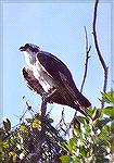 A perched Osprey.

Guy Bradley Trail,
Everglades NP, FLOspreySonja Schmitz