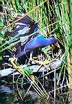 A Purple Gallinule ballancing in the reeds.

Anhinga Trail,
Everglades NP, FLPurple GallinuleSonja Schmitz