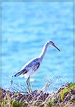 A Little Blue Heron in it''s "calico" form, the transition of the pure white juvenile plumage to the purpleish-blue of the adult.

Loxahatchee NWR, FLLittle Blue HeronSonja Schmitz