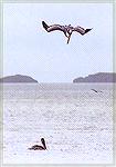 An adult Brown Pelican preparing a dive into the waters of Florida Bay, while a juvenile hunts from the surface.

Everglades NP,FLBrown PelicanSonja Schmitz