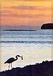 A Great Egret already busy feeding at dawn.

Guy Bradley Trail,
Everglades NP, FLGreat EgretSonja Schmitz