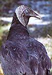 A Black Vulture posing in hope for scraps in front of the Flamingo Marina.

Everglades NP, FLBlack VultureSonja Schmitz