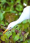 A Cattle Egret hunting insects in some morning-glories growing over the boardwalk fence.

Eco Pond,
Everglades NP, FLCattle EgretSonja Schmitz