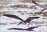 Two black skimmers landing on the ground.

Sebastian Inlet, FL



Black SkimmerSonja Schmitz