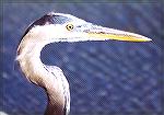 Portrait of a Great Blue Heron I met standing at a boatramp and not minding people.

Flamingo Marina,
Everglades NP, FL

Great Blue HeronSonja Schmitz