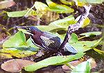 A Green Heron fishing from a stick perch.

Anhinga Trail,
Everglades NP, FLGreen HeronSonja Schmitz