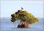An Osprey at its nest on top of a freestanding mangrove in the Florida Bay.

Everglades NP, FL
OspreySonja Schmitz