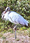 A Woodstork striking a classic pose in front of a bush.

Sebastian Inlet, FL  


WoodstorkSonja Schmitz