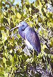 A Tricolored Heron standing in the thicket.

Merritt Island NWR, FLTricolored HeronSonja Schmitz