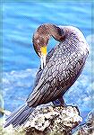 A Double-crested Cormorant cleaning it''s plumage.

Anhinga Trail,
Everglades NP, FLDouble-crested CormorantSonja Schmitz