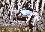 A Yellow-crowned Night-heron skulking among mangrove roots.

Ding Darling NWR, FL
Yellow-crowned Night-heronSonja Schmitz
