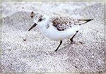 A Sanderling running at the beach.

Hobe Sound NWR, FLSanderlingSonja Schmitz