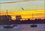 Sunrise over a little Atlantic harbortown, with an early Brown Pelican flying in.

Jupiter, FLBrown PelicanSonja Schmitz