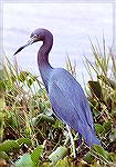 A Little Blue Heron walking by the waterside.

Loxahatchee NWR, FLLittle Blue HeronSonja Schmitz