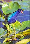 A Purple Gallinule walking on waterlily leafs.

Anhinga Trail,
Everglades NP, FLPurple GallinuleSonja Schmitz