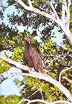 A Turkey Vulture sitting in a tree.

Paurotis Pond,
Everglades NP, FLTurkey VultureSonja Schmitz