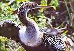 A female Anhinga drying her downy lightbrown neck.

Anhinga Trail,
Everglades NP, FL
AnhingaSonja Schmitz