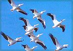 A group of White Pelicans in flight.

Sebastian Inlet, FLWhite PelicanSonja Schmitz