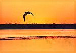 Mosquito Bay sunset with a Royal Tern.

Merritt Island NWR, FLRoyal TernSonja Schmitz