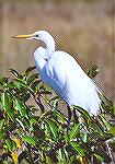 A Great Egret standing on a mangrove.

Anhinga Trail,
Everglades NP, FLGreat EgretSonja Schmitz