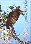A Green Heron hunting from a low tree limb.

Paurotis Pond,
Everglades NP, FL

Green Heron
Sonja Schmitz