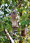 A Red-shouldered Hawk perching in a tree.

Ding Darling NWR, FLRed-shouldered HawkSonja Schmitz