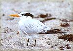 A Royal Tern standing on the beach.

Hobe Sound NWR, FLRoyal TernSonja Schmitz