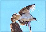 An Osprey eating a fish by the causeway who just decided a stopping car to be more of a bother than moving traffic.

Fort Pierce, FLOspreySonja Schmitz