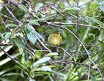 Some think the Female Painted Bunting
looks drab next to the Male.  But their
striking green is brilliant.female Painted BuntingSteve Slayton copyright 2003