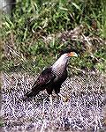 This vulture like Bird can be found
in central Florida generally along the
roadside.

Cresred Caracara
Steve Slayton copyright 2003