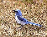 This Scrub Jay was found at the entrance of Merritt Island NWR where
they are known to breed.Florida Scrub JaySteve Slayton copyright 2003