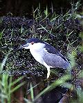 This Black Crowned Night Heron was found at Anhinga Trail in the Everglades National park.Black Crowned Night HeronSteve Slayton copyright 2003