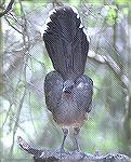 These birds are found in large groups
in the Rio Grande Area of Texas.ChachalacaSteve Slayton copyright 2002