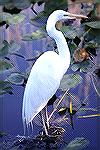 The Black Legs is the giveaway that this is a Great Egret and not White Form of the Great Blue Heron. This bird
was found in the Florida Everglades.
 

Great Egret
Steve Slayton copyright 2003