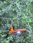 One of the magnificent Orioles of the
Rio Grande area of Texas.Altamara OrioleSteve Slayton copyright 2002