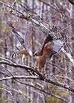 These two Red Shouldered Hawks at 
Corkscrew Swamp in Florida were having
a little discussion.Bird talkSteve Slayton copyright 2003