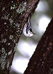 This Nuthatch is in its normal pose for
this picture taken near Tallaquah Oklahoma.White Breasted NuthatchSteve Slayton copyright 1997