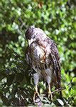 This mature Hawk just came out of the
water at the Chattahoochee River NRA
near Atlanta Georgia. Red tailed hawkSteve Slayton copyright 2002