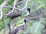 One of the Regular Birds of the Texas
Rio Grande area.Pair of Green JaysSteve Slayton copyright 2002