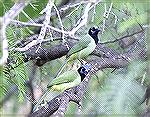 same birds different size.Green JaysSteve Slayton copyright 2002