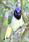 Birders flock to the Rio Grande area
of Texas to see this Bird.Green JaySteve Slayton copyright 2002