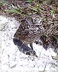 Burrowing Owl on Campus of Florida Int.
College in Boca raton, Fla.Burrowing OwlSteve Slayton copyright 2003