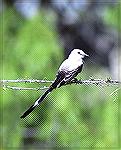 This Scissor Tail Flycatcher was near
Lagunna Atacoosa NWF In the Rio Grande
area of Texas.

Scissor Tail Flycather
Steve Slayton copyright 2002