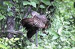 This Limpkin posed for me at CorkScrew
Swamp sanctuary near Naples Florida.LimpkinSteve Slayton copyright 2003