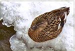 A female Mallard sitting on ice by the open water.

Paint Creek Trail, Rochester MIMallardSonja Schmitz