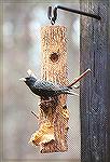 A European Starling enjoying a peanutbutter filled logfeeder.

Metrobeach Metropark, Detroit MIEuropean StarlingSonja Schmitz