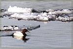 A Canvasback swimming among drifting ice.

Erieau, ONCanvasbackSonja Schmitz