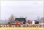 Gathering flocks of Tundra Swans taking over a Farm near Rondeau Provincial Park.

Erieau, ONTundra SwanSonja Schmitz